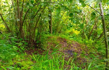 KUŞÇULU KÖYÜNDE SATILIK FINDIK BAHÇESİ