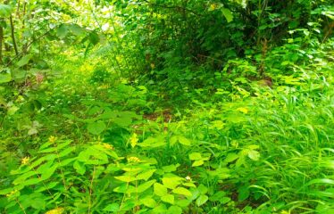 KUŞÇULU KÖYÜNDE SATILIK FINDIK BAHÇESİ