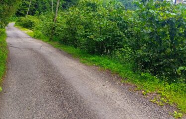 KUŞÇULU KÖYÜNDE SATILIK FINDIK BAHÇESİ