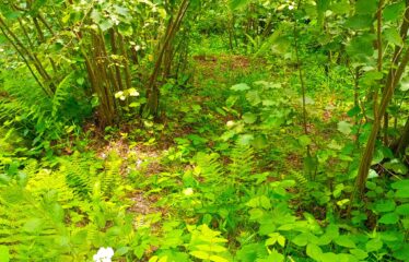 KUŞÇULU KÖYÜNDE SATILIK FINDIK BAHÇESİ