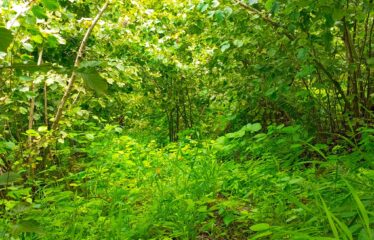 KUŞÇULU KÖYÜNDE SATILIK FINDIK BAHÇESİ