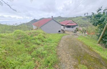 İŞTE ARADINIZ DENİZ MANZARALI SATILIK FINDIK BAHÇESİ