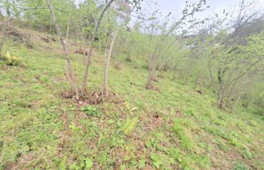 İŞTE ARADINIZ DENİZ MANZARALI SATILIK FINDIK BAHÇESİ