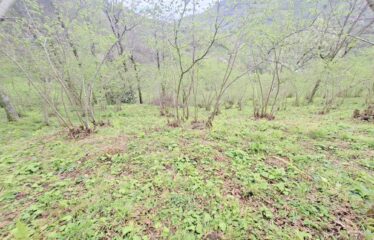 İŞTE ARADINIZ DENİZ MANZARALI SATILIK FINDIK BAHÇESİ