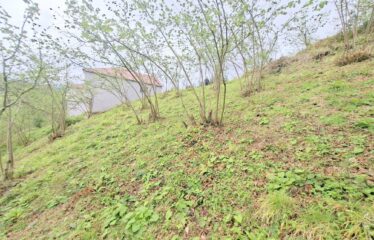 İŞTE ARADINIZ DENİZ MANZARALI SATILIK FINDIK BAHÇESİ