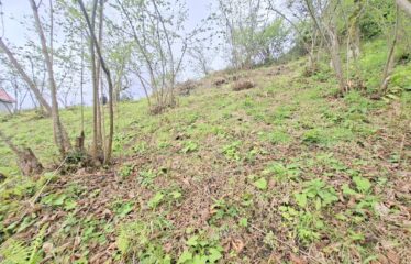 İŞTE ARADINIZ DENİZ MANZARALI SATILIK FINDIK BAHÇESİ