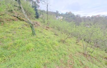 İŞTE ARADINIZ DENİZ MANZARALI SATILIK FINDIK BAHÇESİ