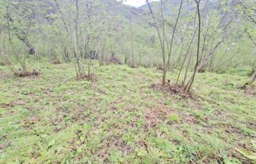 İŞTE ARADINIZ DENİZ MANZARALI SATILIK FINDIK BAHÇESİ