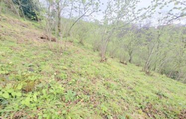 İŞTE ARADINIZ DENİZ MANZARALI SATILIK FINDIK BAHÇESİ