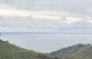 İŞTE ARADINIZ DENİZ MANZARALI SATILIK FINDIK BAHÇESİ