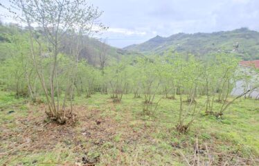 İŞTE ARADINIZ DENİZ MANZARALI SATILIK FINDIK BAHÇESİ