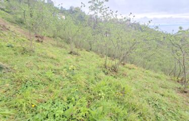 İŞTE ARADINIZ DENİZ MANZARALI SATILIK FINDIK BAHÇESİ