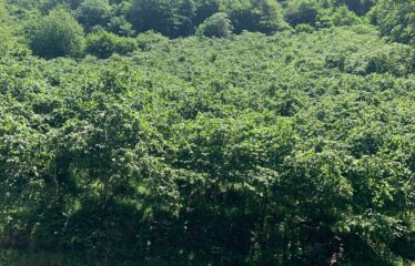KIRIKLI KÖYÜNDE 2,577M2 SATILIK ARAZİ
